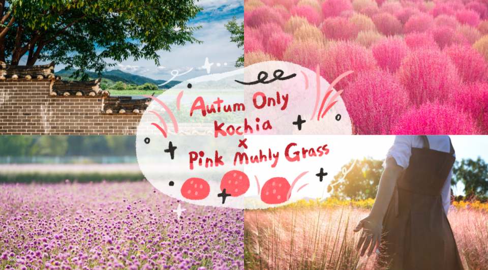 Half-day tour in Seoul, South Korea | Autumn limited Popo Grassland, Fairy Pink Miscanthus, Liangshuitou, Pocheon Art Valley | Depart from Seoul - Photo 1 of 10